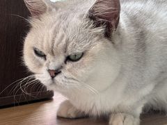 -豆逗聊愈猫阁Easy Life