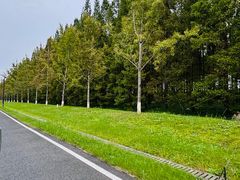 -黄海国家森林公园