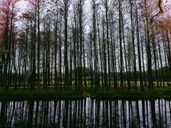 -上海共青森林公园