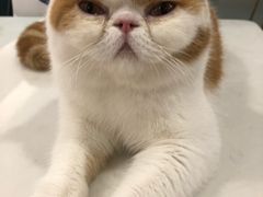 -飞行喵MR PILOT|猫舍·猫咖(静安大融城店)