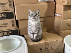 -纳吉亚猫专科动物医院(康都外科中心)