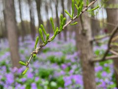 -上海共青森林公园