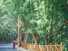 -银湖山郊野公园-相思林