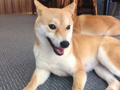 -柴源莊·柴小宠柴犬咖啡