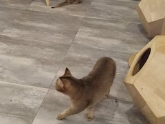 -楼上猫咖(罗湖店)