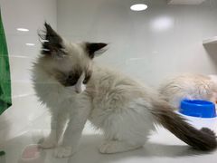 -李小姐の猫咖啡馆(五角场店)