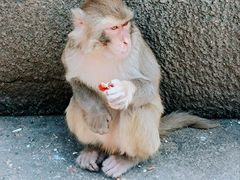 -白帝城·瞿塘峡景区