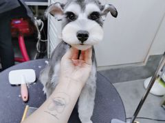 -小尾巴宠物店(万科·金域华庭店)