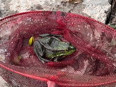 -同銮特种养殖场·龙虾垂钓