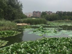 -前关湿地公园