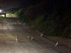 -企鹅岛