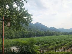 -中国茶叶博物馆(双峰馆区)