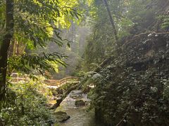 -莫里热带雨林景区