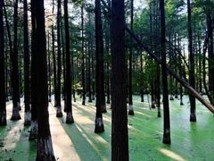 -艾溪湖湿地公园
