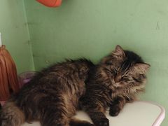 -皮特动物医院(24小时店)