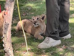 -西霞口神雕山野生动物世界