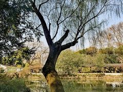 -上海醉白池公园