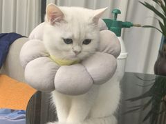 -佳雯宠物医院·皮肤科·内外科(春晓路分院)