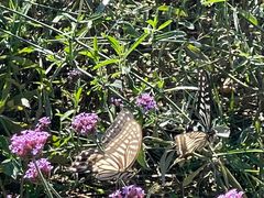 -羊亭河湿地公园