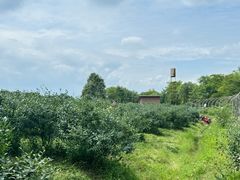 -金谷域澳洲庄园