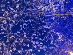 -香雪海