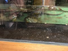 -洪湘记川湘·甲鱼馆(四海凯悦美食广场店)
