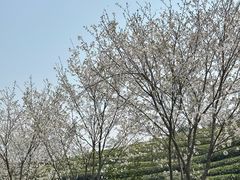-龙坞茶村