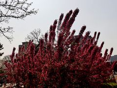 -海棠花溪(元大都城垣遗址公园)