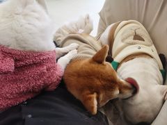 -怪兽屋·羊驼·猫咖·狗咖(俊华广场店)