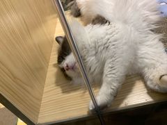 -屋虎猫馆(宝安大仟里店)
