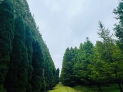 -黄海国家森林公园