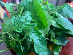 -野菌皇海景野生菌火锅(滨海大道店)