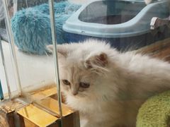 -糯米喵星人总部直营旗舰店·猫舍·幼猫出售