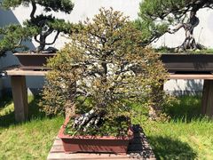 -扬州大运河文化旅游度假区·盆景园