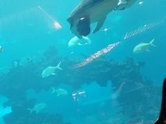 -海棠湾洲际-涛·海底餐厅·美人鱼·自助餐·海底隧道