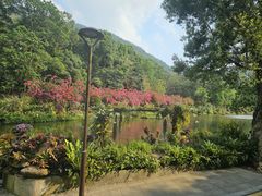 -深圳仙湖植物园