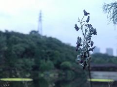 -重庆彩云湖湿地公园