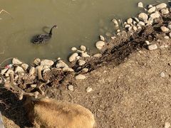 -北京麋鹿生态实验中心