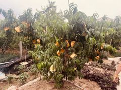 -老袁家蜜桃农场·阳山水蜜桃