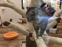 -袖虎·猫馆(体育西路店)