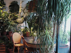 -自由生长植物工作室(深港花卉中心店)