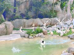 -新加坡飞禽公园