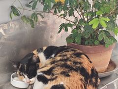-大澳