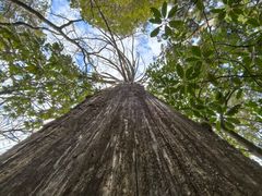-天目山大树王景区