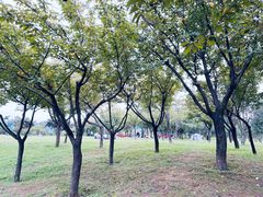 -洨河生态公园