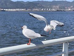 -海埂大坝