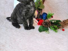 -十年猫舍·猫咪专门店(普陀店)