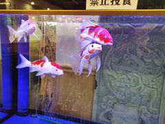 -小渝公重庆卤味火锅(临沂店)