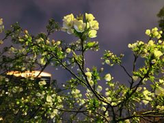 -星巴克(武汉新唐万科广场店)