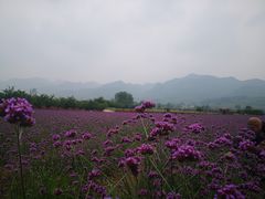-曲江薰衣草庄园